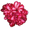 Afbeelding van Geranium Hang P12 Double Medio Lollipop Mariska